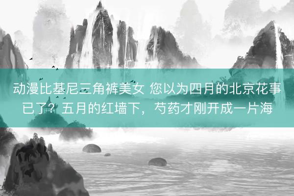 动漫比基尼三角裤美女 您以为四月的北京花事已了？五月的红墙下，芍药才刚开成一片海